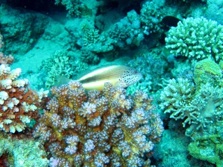 Naklejka na ściany i meble Cirrhitidae Hawk fish in the Red Sea 