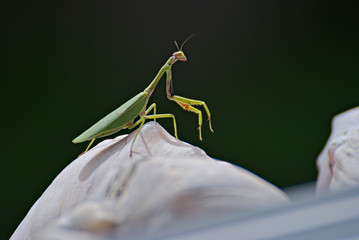 Green sunbather in a white stone