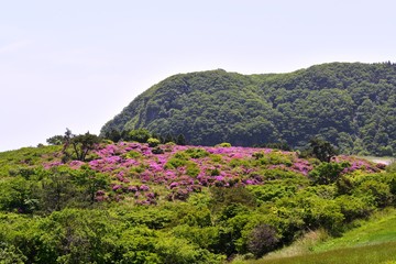 万年山のミヤマキリシマ