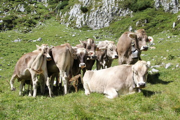 Rofangebirge am Achensee