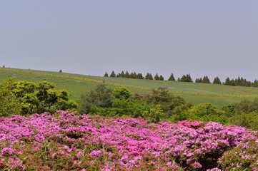 万年山のミヤマキリシマ
