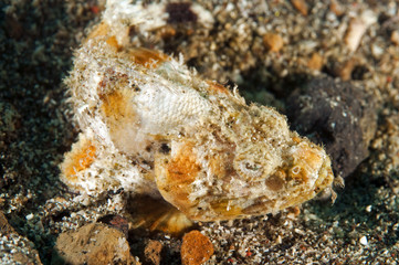 Bandtail scorpionfish, Scorpaonopsis neglecta, Lembeh Strait Sulawesi Indonesia