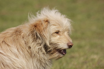 rustic dog on a walk