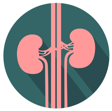 Kidneys Flat Design Icon Vector Eps 10