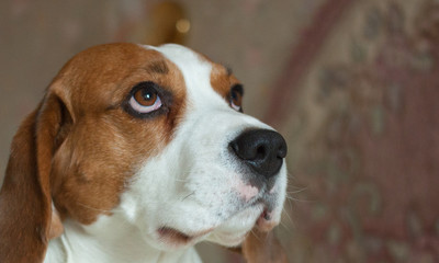 Dog, beagle, portrait, indoor.