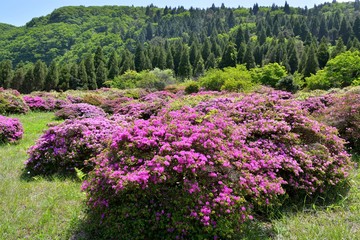 万年山のミヤマキリシマ