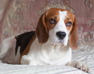 Dog, beagle, portrait, indoor.