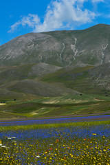 fioritura lenticchie