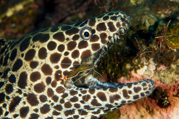 Fototapeta na wymiar Honeycomb moray eel, Gymnothorax favagineus, being cleaned by cleaner shrimps, Lysmata amboinensis, Bali Indonesia.