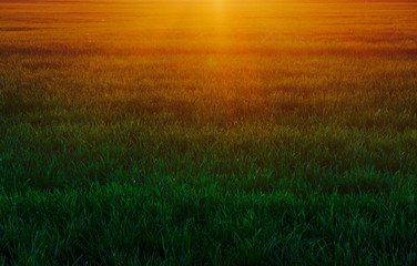 Obraz na płótnie Canvas Unmown green grass in meadow at sunset