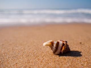 Caracola en la playa
