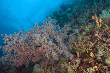 Fototapeta na wymiar Reef scenic with softcorals, Raja Ampat Indonesia