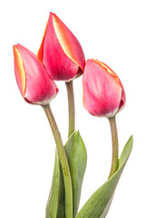 Three flowers isolated on a white background