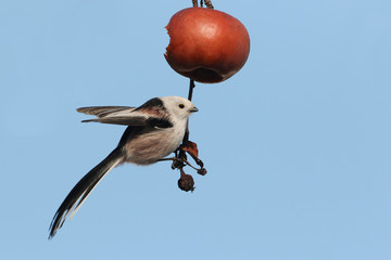 The Long-tailed tit and the winter apple