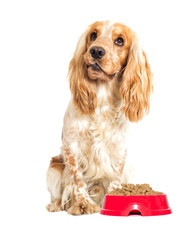 dog on a white background