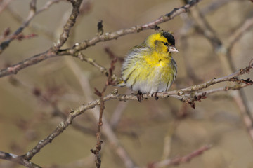 Eurasian siskin on the branch