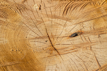Texture of a rustic circle lumber wood with natural spots, scars and marks