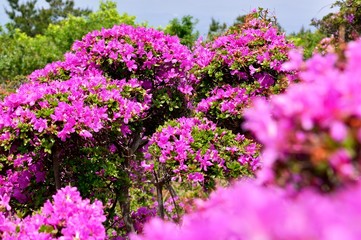 経塚山のミヤマキリシマ