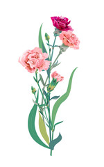 Bouquet of carnation schabaud, pink, red, scarlet flowers, green stem, leaves on white background, composition for Mother's Day, Victory day, digital draw, vintage illustration, vector