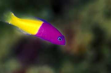 Royal dotyback, Pseudochromis paccagnellae, Nusa Kode, Komodo National Park, Indonesia.