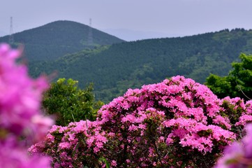 経塚山のミヤマキリシマ
