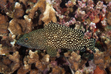 Whitestreaked grouper, Ephinephelus ongus, Sulawesi Indonesia.