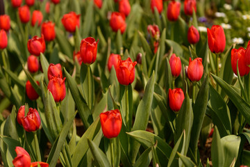 Fototapeta premium flower