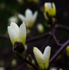 Magnolia white flower blossom 