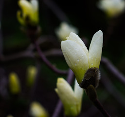 Magnolia white flower blossom 