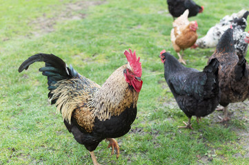 cock and hen eating wheat on the grass