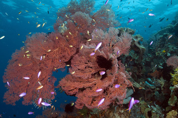 Reef scenic with giant seafan and anthiases Sulawesi Indonesia