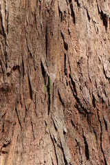 Brown tile-able texture of the old tree. Tree bark of pine tree.