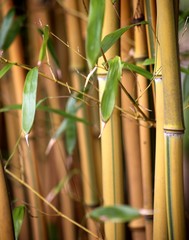 Bambus Wäldchen Stämme mit Blättern