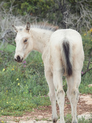 Obraz na płótnie Canvas half-wild cream foal. Israel