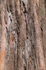 Brown tile-able texture of the old tree. Tree bark of pine tree.