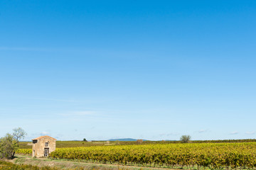 Grape vines in wide French rural landscape under huge blue sky