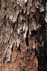 Brown tile-able texture of the old tree. Tree bark of pine tree.