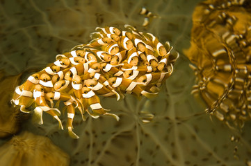 Clark anemonefish, Amphiprion clarkii, juveniles displaying unique behavior in a breeding tank...