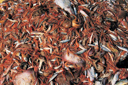 Trawling is the most wasteful fishing method in the world. By catch ratio goes up to 1:9 ratio.