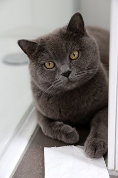 Britisch Kurzhaar Kater (Karth&auml;user) liegt im Badezimmer auf dem Bauch und spielt mit Papier