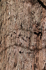 Brown tile-able texture of the old tree. Tree bark of pine tree.