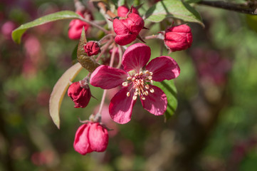 Fototapeta premium détail cognassier du japon en fleur