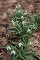 Snowdrops on dry leaves in the forest
