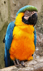 Arara Azul