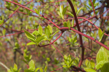 весна , ветка цветущего дерева