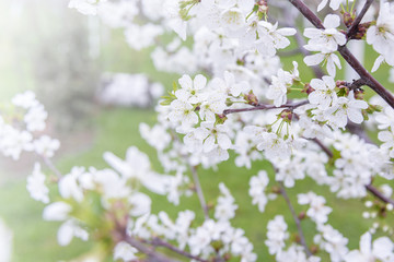 Spring flowers on trees.