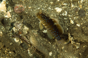 Bluespot shrimpgoby, Cryptocentrus sp., and shrimp Raja Ampat Indonesia