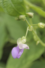 Delicate pink bean flower in full bloom