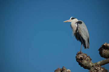 Fischreiher (Ardea cinerea)