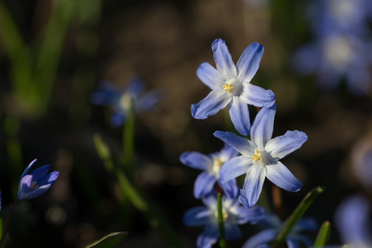 Gew&ouml;hnlicher Schneestolz (Chionodoxa luciliae)